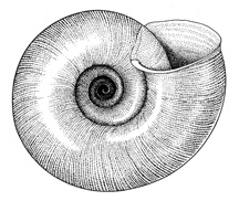 H. concavum illustration -  bottom
